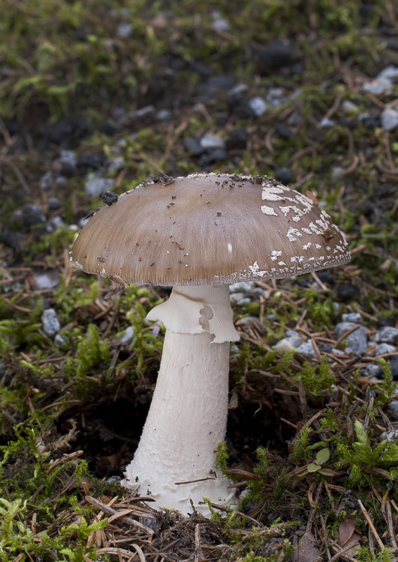 Amanita spissa